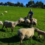 feeding friendly sheeps