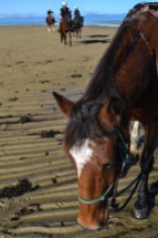 Cavalls a la platja